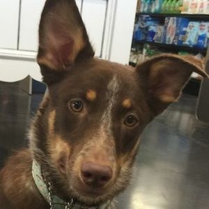 Meet your Posher, Amy